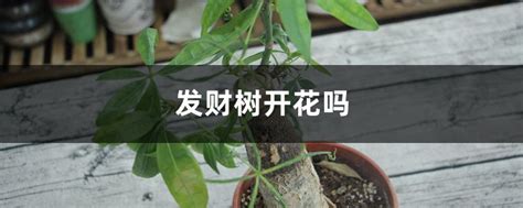 发财树会开花吗